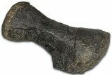 Fossil Sauropod Metatarsal Bone - Bone Cabin Quarry, Wyoming #357053-2